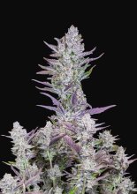 (Bild für) Wedding Glue Auto Feminised Seeds