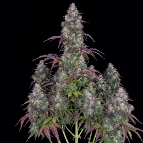 (Bild für) Lemon Pie Auto Feminised Seeds