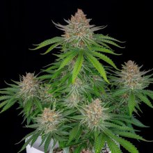 (Bild für) Strawberry Pie Auto Feminised Seeds