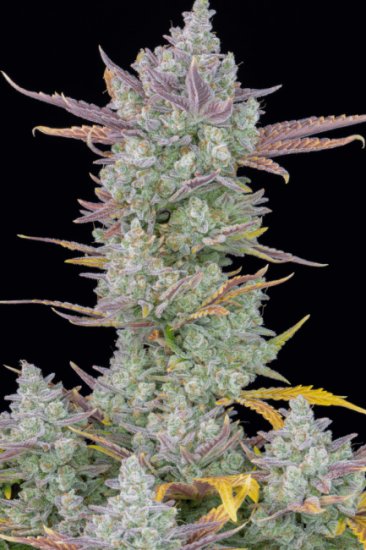 (Bild für) Gorilla Cookies Auto Feminised Seeds