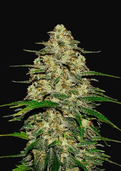 (Bild für) Wedding Cheesecake Auto Feminised Seeds