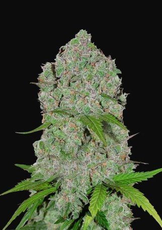 (Bild für) Orange Sherbet Auto Feminised Seeds