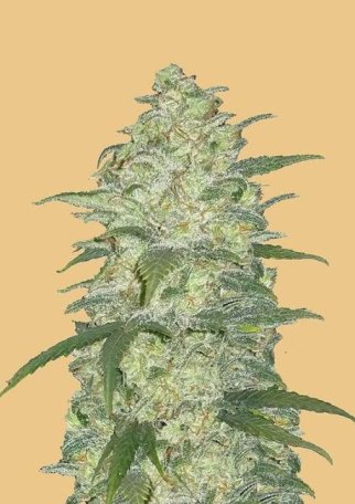 (Bild für) Original White Widow Auto Feminised Seeds