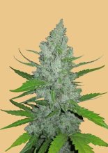 (Bild für) Original Sour Diesel Auto Feminised Seeds