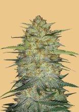 (Bild für) Original OG Kush Auto Feminised Seeds