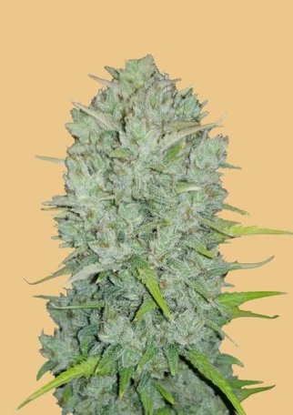 (Bild für) Original Northern Lights Auto Feminised Seeds