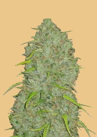 (Bild für) Original Jack Herer Auto Feminised Seeds