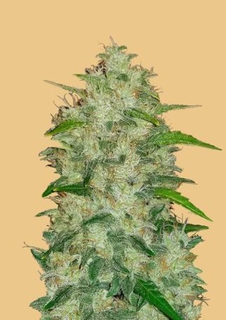 (Bild für) Original Chemdawg Auto Feminised Seeds