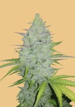 (Bild für) Original Cheese Auto Feminised Seeds