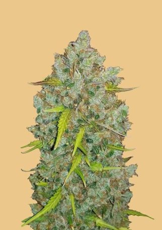 (Bild für) Original BubbleGum Auto Feminised Seeds