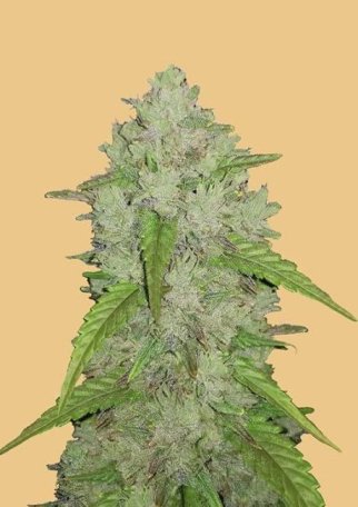 (Bild für) Original Amnesia Haze Auto Feminised Seeds