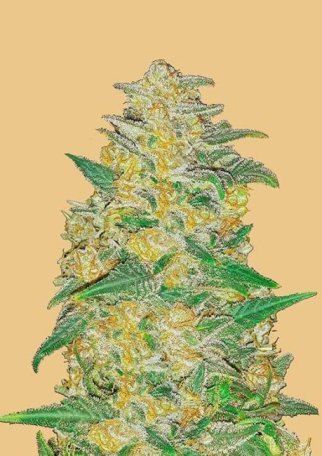 (Bild für) Original AK Auto Feminised Seeds