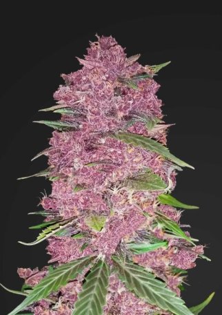 (Bild für) Purple Lemonade Auto Feminised Seeds