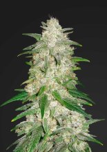 (Bild für) Gelato Auto Feminised Seeds