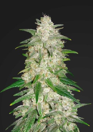 (Bild für) Gelato Auto Feminised Seeds