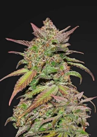 (Bild für) Smoothie Auto Feminised Seeds