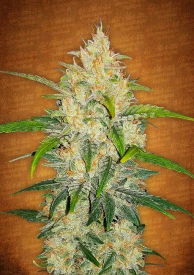 (Bild für) Zkittlez Auto Feminised Seeds