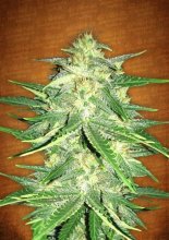 (Bild für) Lemon AK Auto Feminised Seeds