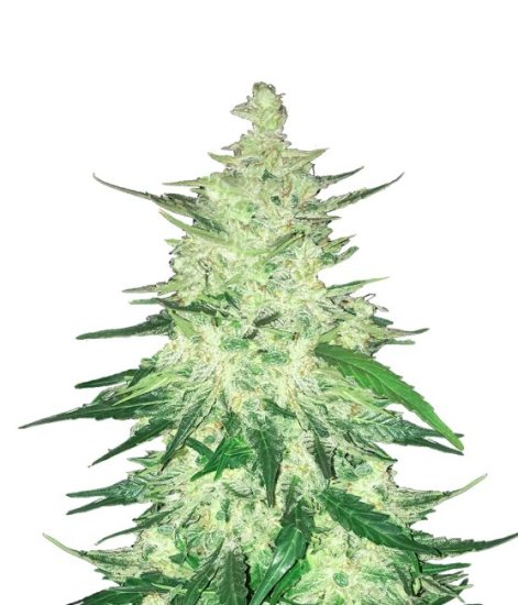 (Bild für) CBD 1:1 Auto Feminised Seeds (formerly Crack CBD Auto)