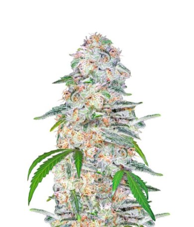 (Bild für) Blue Dream Auto Feminised Seeds