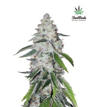 (Bild für) West Coast O.G. Auto Feminised Seeds