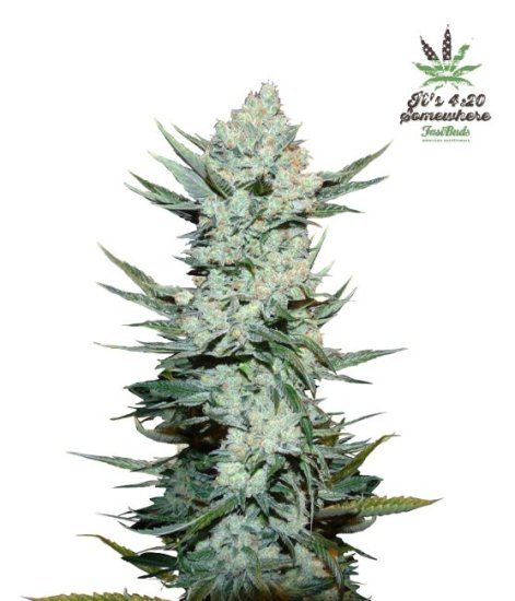 (Bild für) Tangie Auto Feminised Seeds