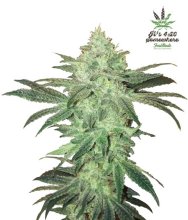 (Bild für) Stardawg Auto Feminised Seeds