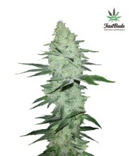 (Bild für) Six Shooter Auto Feminised Seeds