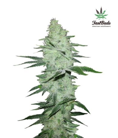 (Bild für) Six Shooter Auto Feminised Seeds