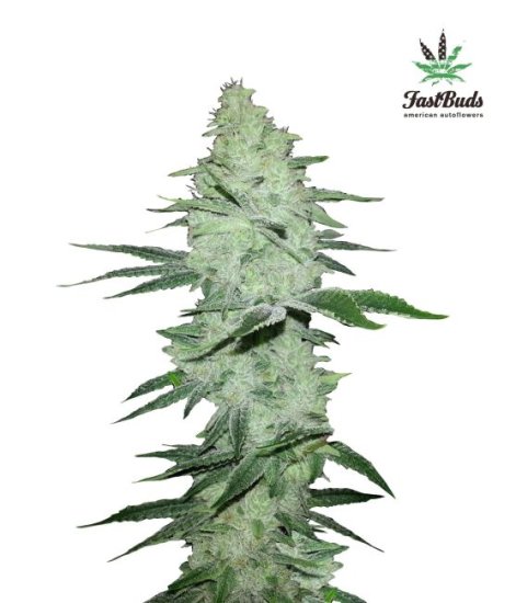 (Bild für) Six Shooter Auto Feminised Seeds