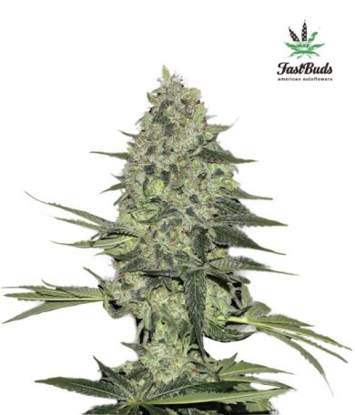 (Bild für) Rhino Ryder Auto Feminised Seeds