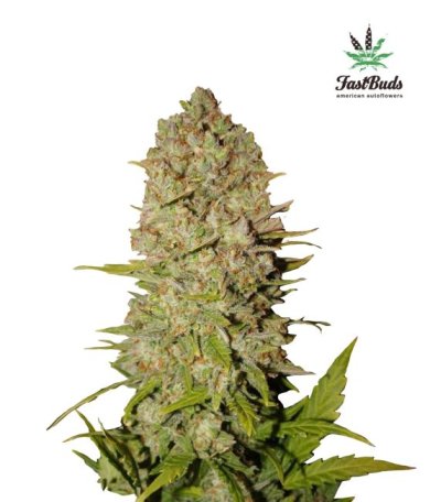 (Bild für) Pineapple Express Auto Feminised Seeds