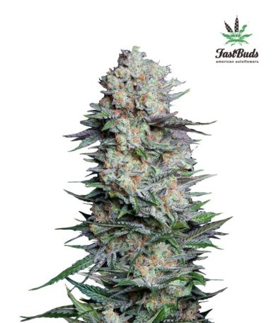 (Bild für) Mexican Airlines Auto Feminised Seeds