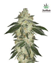 (Bild für) Green Crack Auto Feminised Seeds