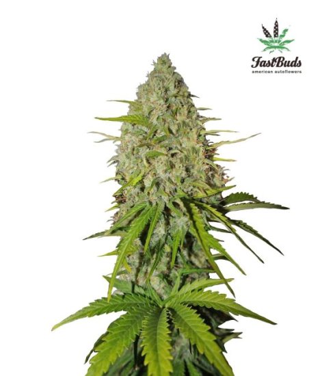 (Bild für) Grapefruit Auto Feminised Seeds