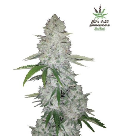 (Bild für) Gorilla Auto Feminised Seeds