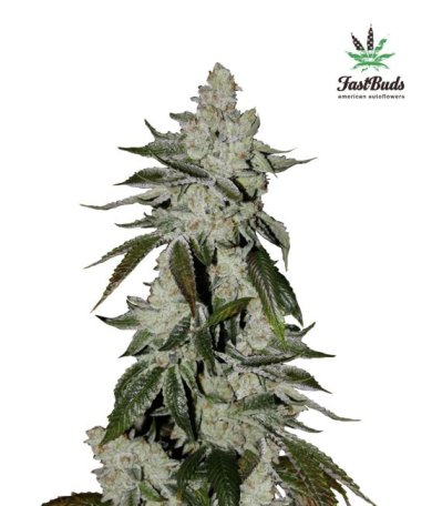 (Bild für) Girl Scout Cookies Auto Feminised Seeds