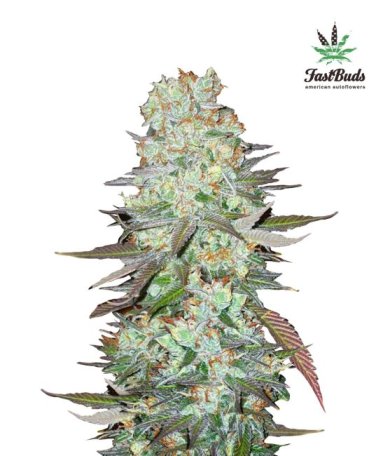 (Bild für) G14 Auto Feminised Seeds