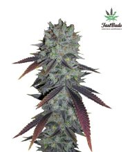 (Bild für) Fastberry Auto Feminised Seeds