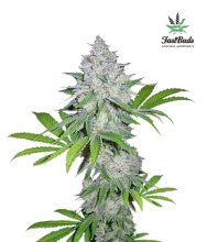 (Bild für) Californian Snow Auto Feminised Seeds