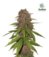 (Bild für) C4 Auto Feminised Seeds