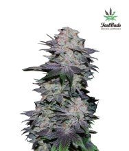 (Bild für) Blackberry Auto Feminised Seeds