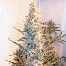 (Bild für) Outdoor Grapefruit Feminised Seeds