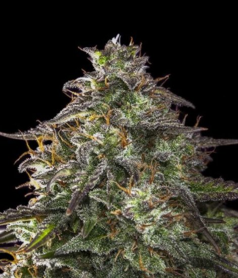 (Bild für) Blueberry Cheesecake Auto Feminised Seeds