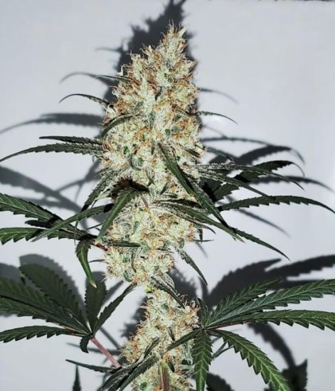 (Bild für) Grape Amnesia Feminised Seeds