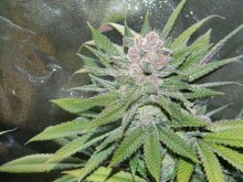 (Bild für) Blueberry Cheesecake Feminised Seeds