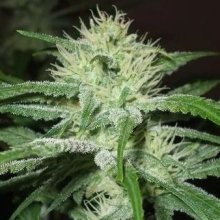 (Bild für) Speed Bud Auto Feminised Seeds