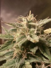 (Bild für) Bubble Auto Feminised Seeds