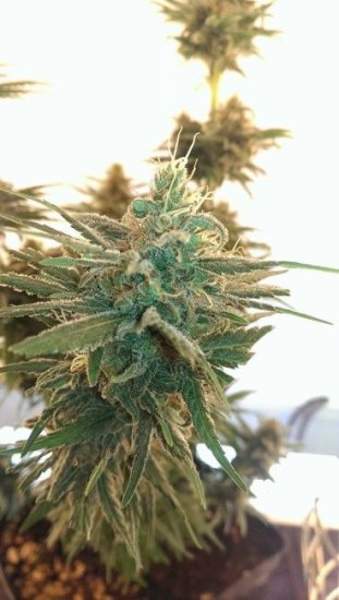 (Bild für) Lemon Kush Feminised Seeds