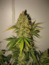 (Bild für) Skunk Special Feminised Seeds